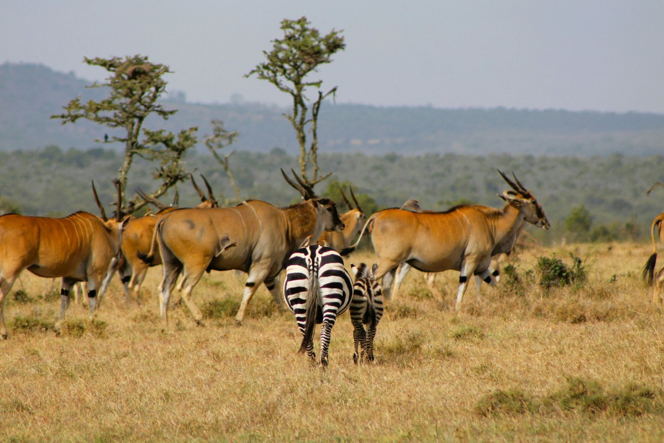 Mikumi National Park - Tanzania Destination