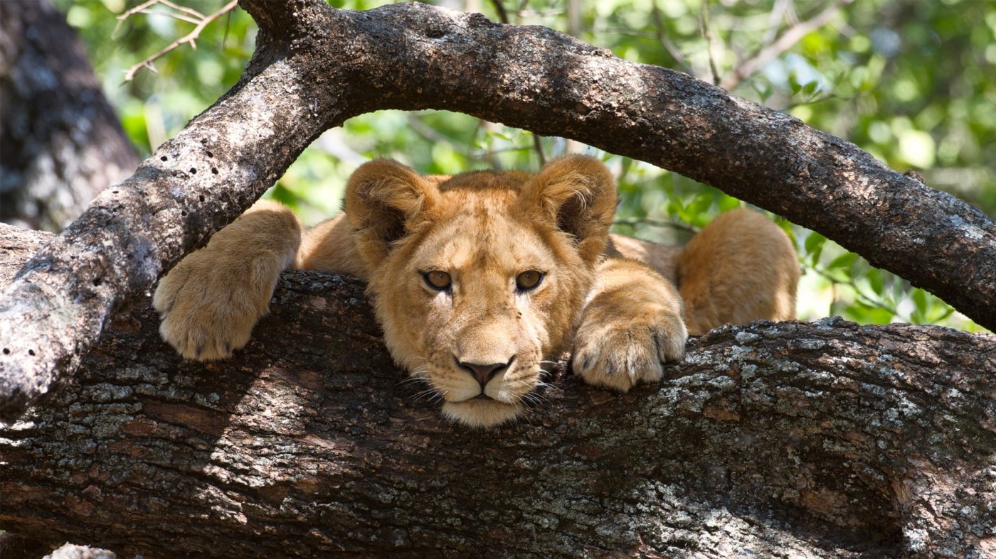Lake Manyara National Park - Tanzania Destination