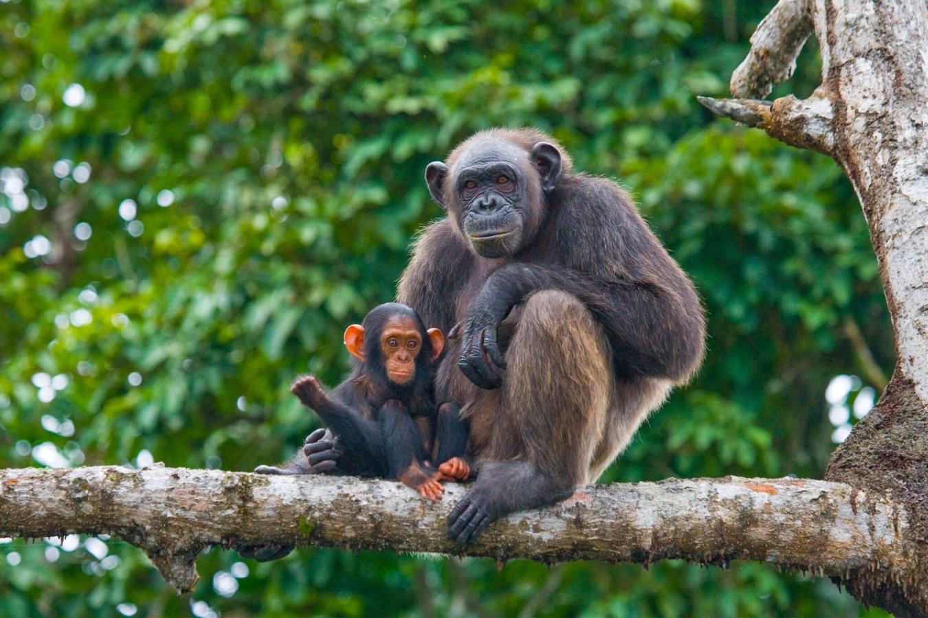 Mahale Mountains National Park - Tanzania Destination