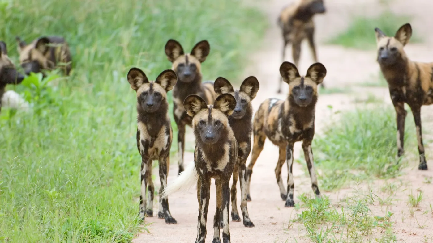 Ruaha National Park - Tanzania Destination