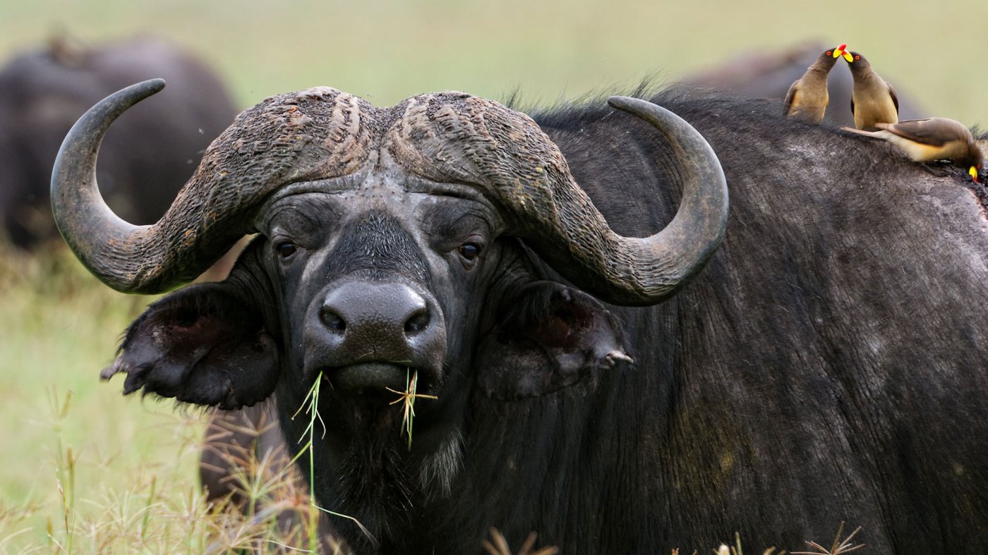Katavi National Park - Tanzania Destination