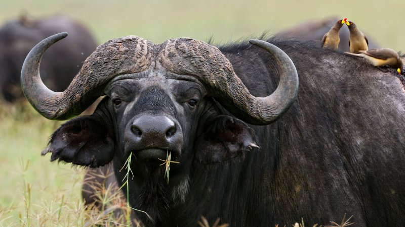 Katavi National Park, Tanzania