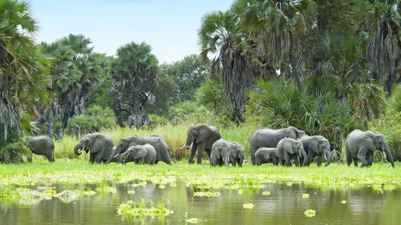 Nyerere National Park (Selous), Tanzania