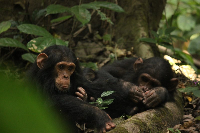 Gombe Stream National Park, Tanzania