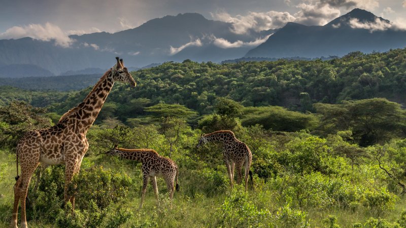Arusha National Park, Tanzania