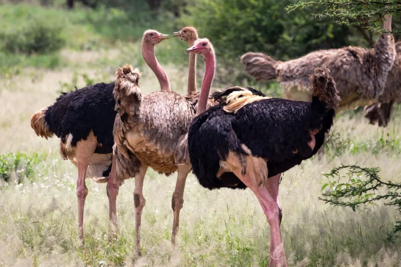 6-Day Budget Lake Manyara to Serengeti Safari - Tanzania Safari