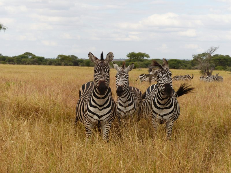 3-Day Budget Tarangire & Ngorongoro Safari - Tanzania Safari