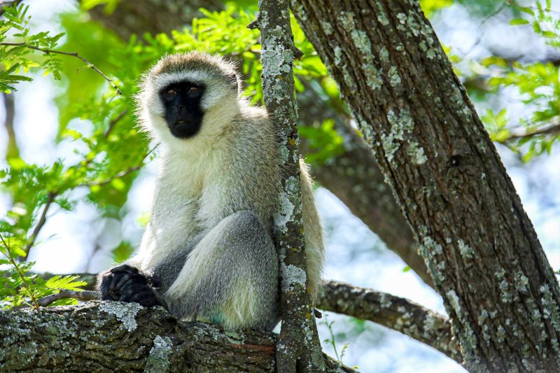 7-Day Budget Grand Northern Safari - Tanzania Safari