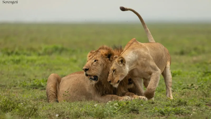 5-Day Budget Serengeti & Ngorongoro Safari - Tanzania Safari