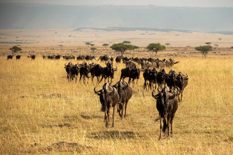 8-Day Great Migration Safari - Tanzania Safari