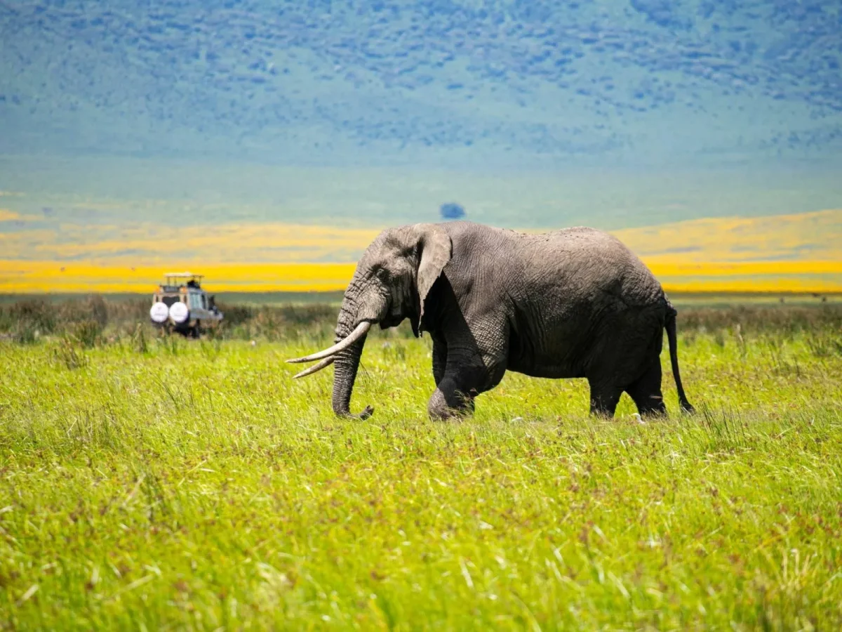 3-Day Mid-Range Tarangire & Ngorongoro Safari