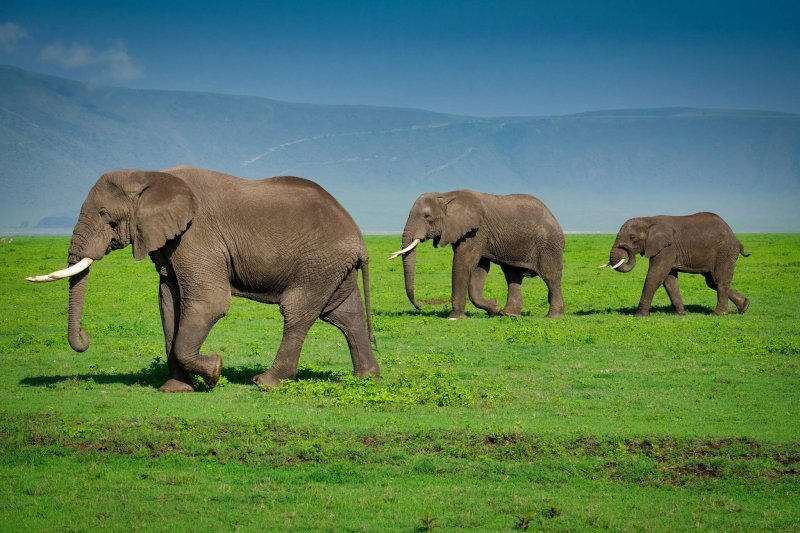 Ngorongoro Crater Day Trip - Tanzania Safari