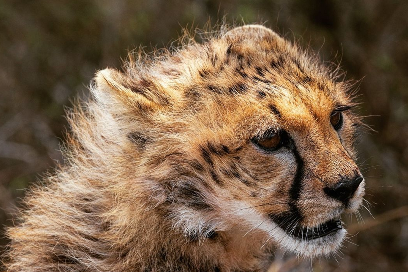 4-Day Budget Northern Circuit Safari