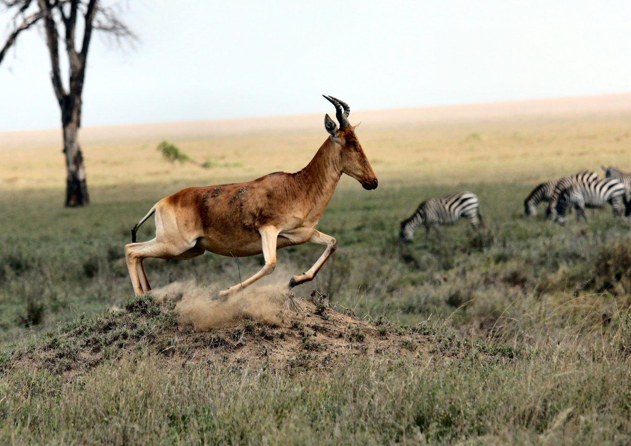 7-Day Mid-Range Grand Safari
