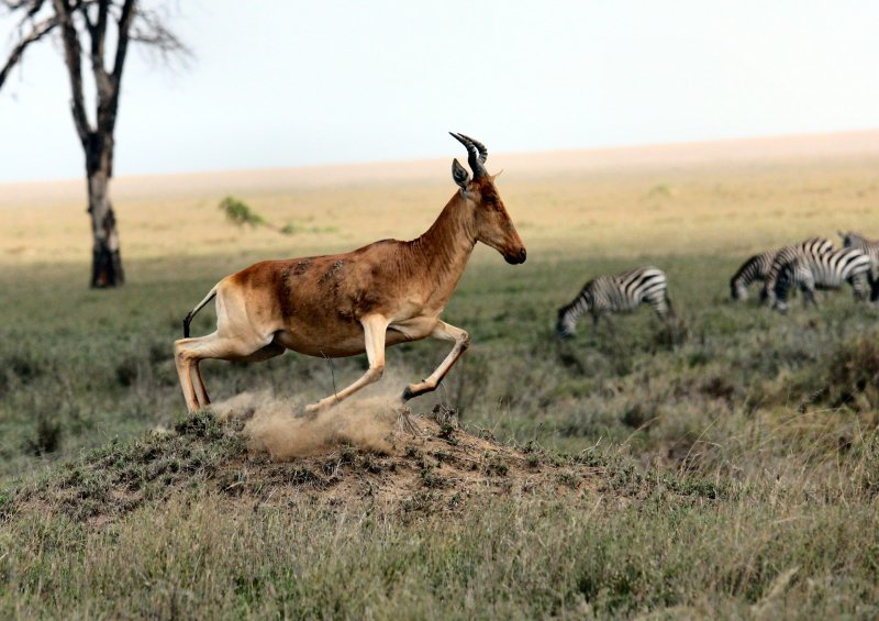 7-Day Mid-Range Grand Safari - Tanzania Safari